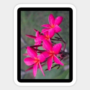 plumeria-flowers-frangipani-floral-blossom-purple-shirtyshirto-23 Sticker